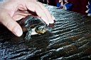 small_turtle