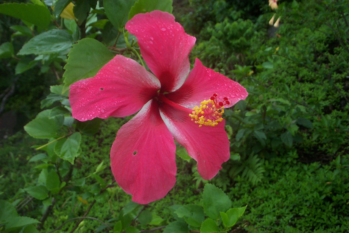 flowers2