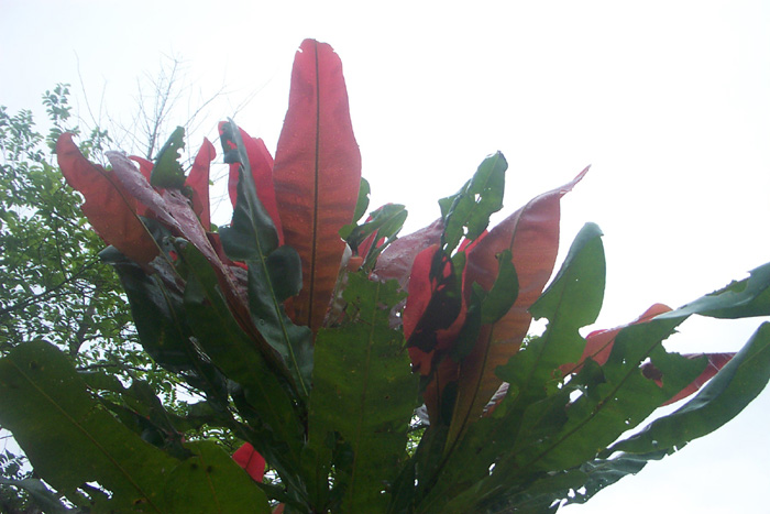 flowers4