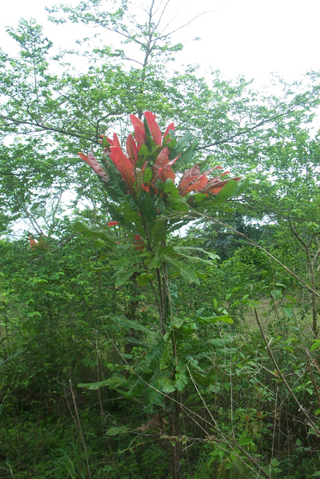 flowers5