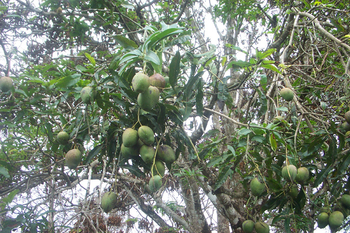 growing_mango3